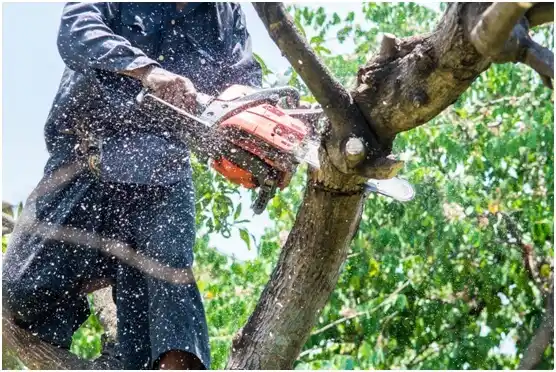 tree services Canyon